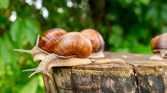 Deter Snails Without Coffee Grounds Using This Common Essential Oil