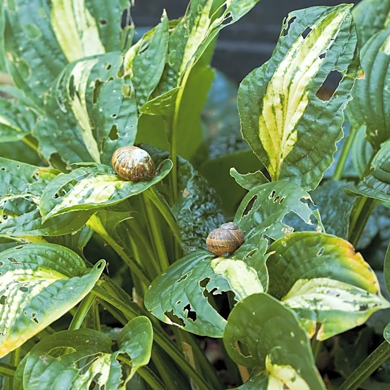 No Need For Toxic Pesticides: The More Natural Way To Deter Slugs & Snails From Hostas