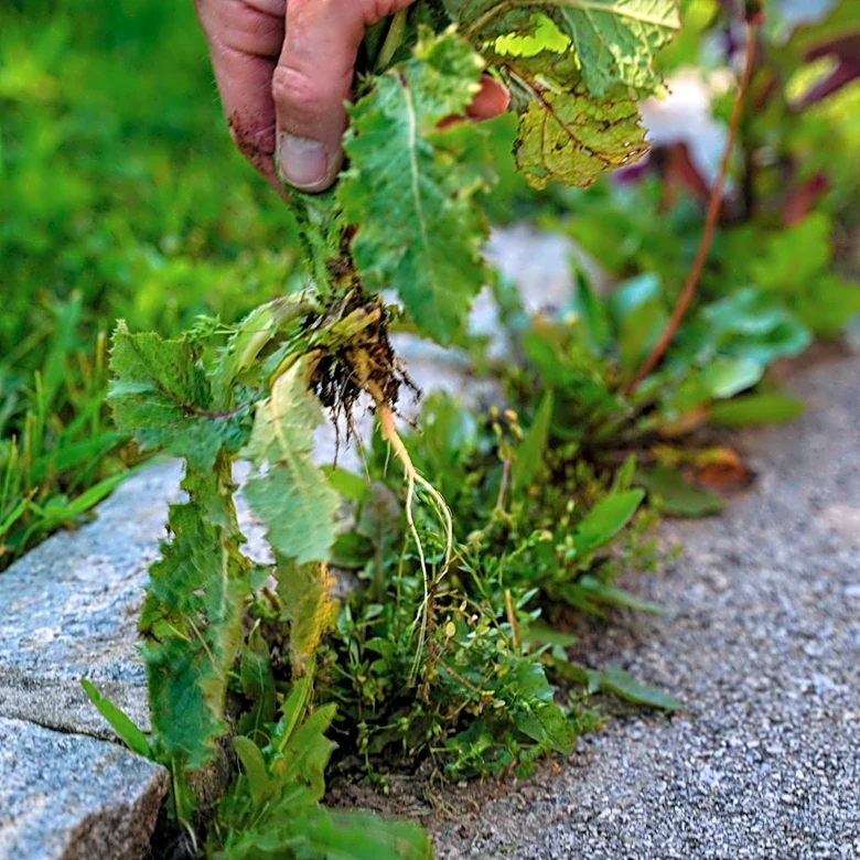 Easier Than Bending Over: The Old-School Tool Made For Pulling Weeds