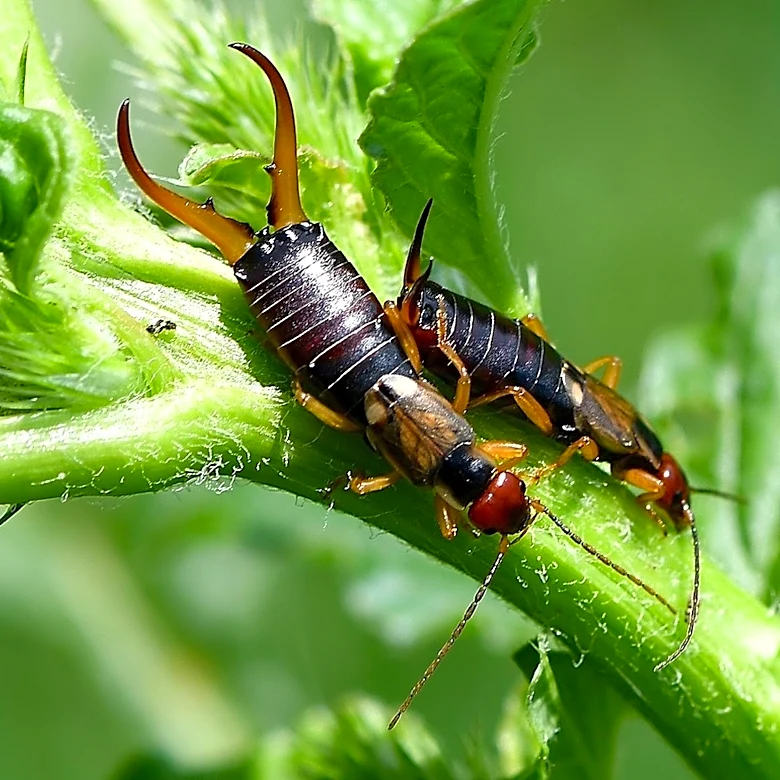 There's Simply No Need For Pesticides: A Better Way To Keep Earwigs Out Of The Garden