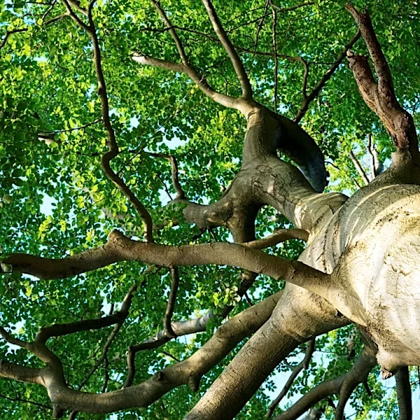 Planting Hostas Underneath Trees Is Almost Always A Good Idea — Unless It's This One