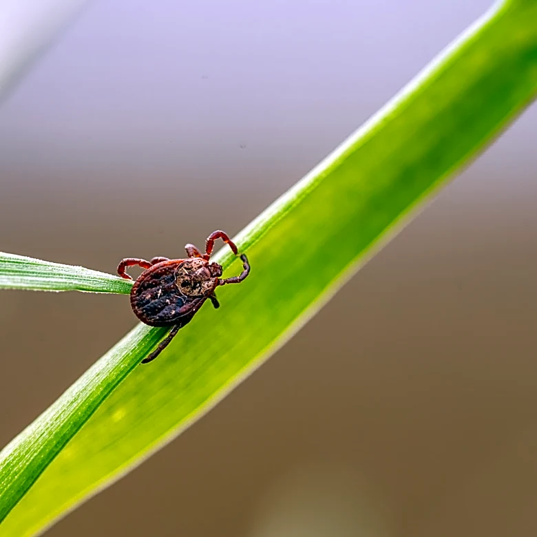Can Vinegar Help Repel Ticks? Here's What We Know