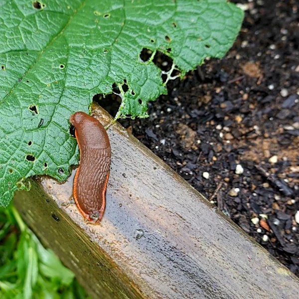 Where Do Slugs Come From? Why They Suddenly Appear In Your Garden