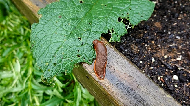 Where Do Slugs Come From? Why They Suddenly Appear In Your Garden