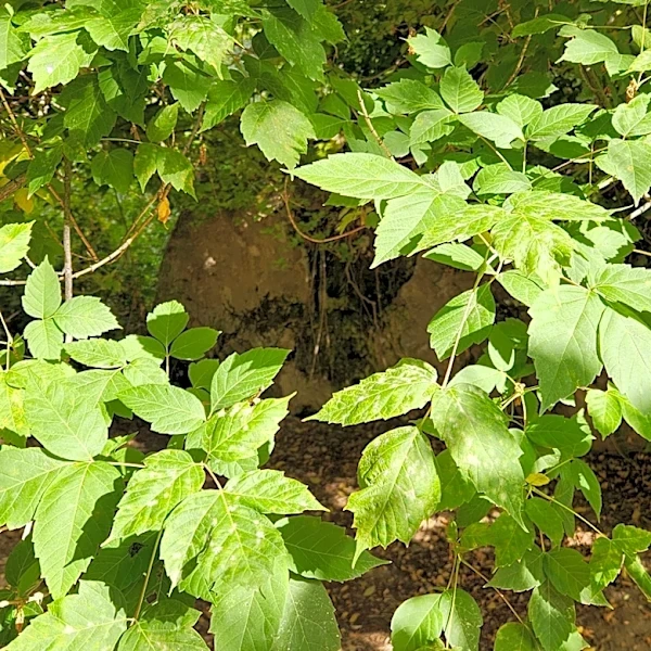 Don't Confuse It For Poison Ivy: The Fast-Growing Tree That Creates Privacy & Erosion Control