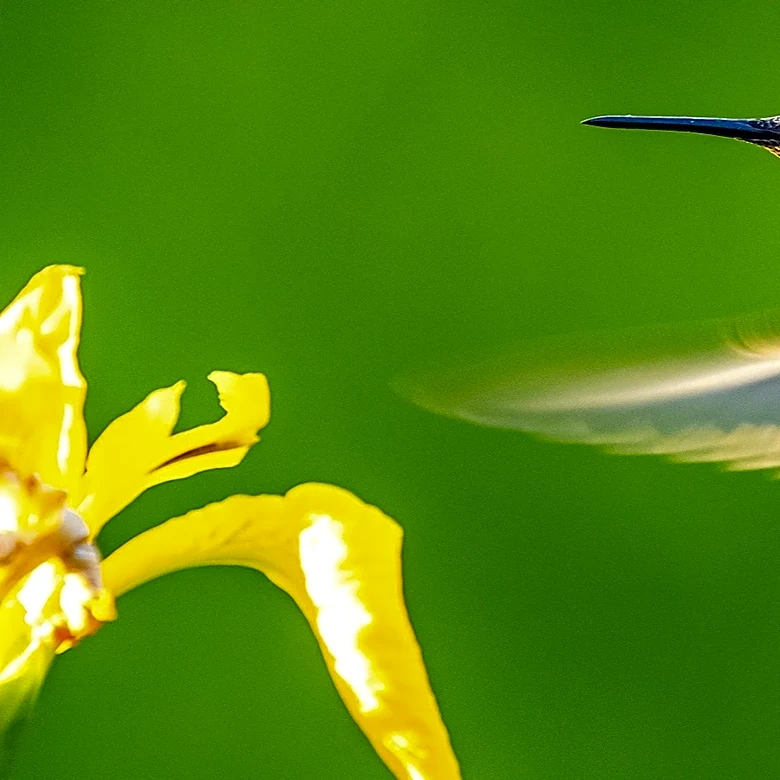 The Trumpet-Shaped Yellow Flower That Hummingbirds Can't Resist