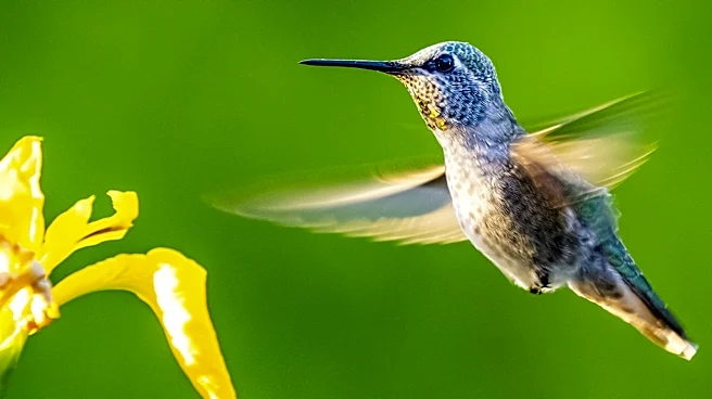 The Trumpet-Shaped Yellow Flower That Hummingbirds Can't Resist