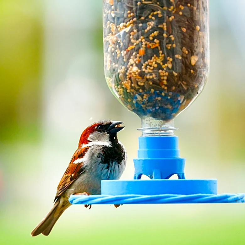 Not Egg Shells: The Unexpected Ingredient To Add To Your Bird Feeder