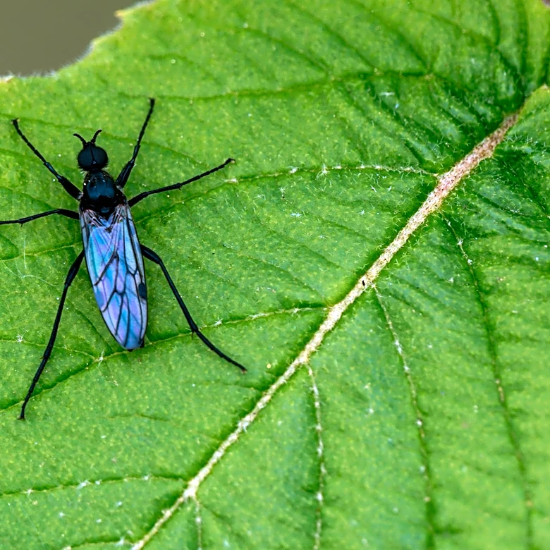 Not Hydrogen Peroxide: Get Rid Of Gnats From Your Leafy Greens With A Kitchen Staple