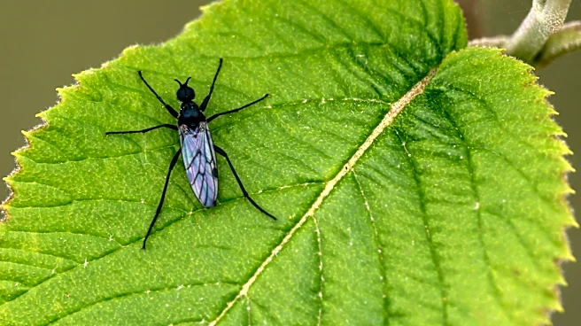 Not Hydrogen Peroxide: Get Rid Of Gnats From Your Leafy Greens With A Kitchen Staple
