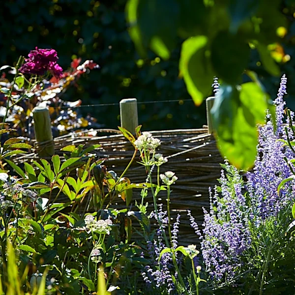 Do Full Sun Plants Need Shade During Extreme Heat?