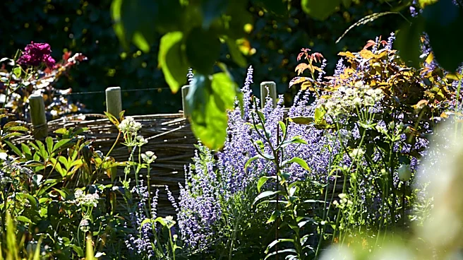 Do Full Sun Plants Need Shade During Extreme Heat?