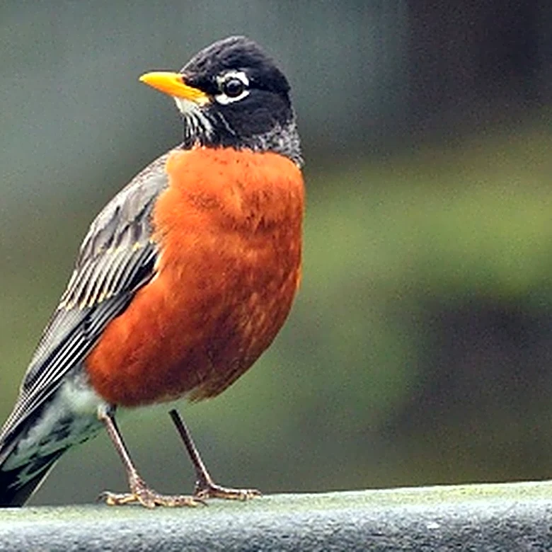 Robins Will Be Thrilled To Find These Kitchen Scraps In Your Yard