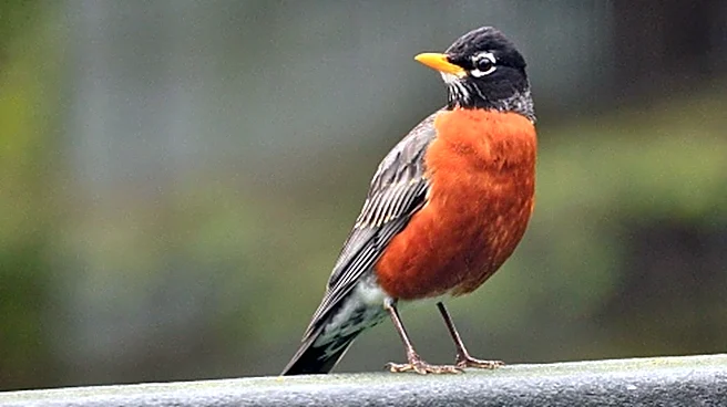 Robins Will Be Thrilled To Find These Kitchen Scraps In Your Yard