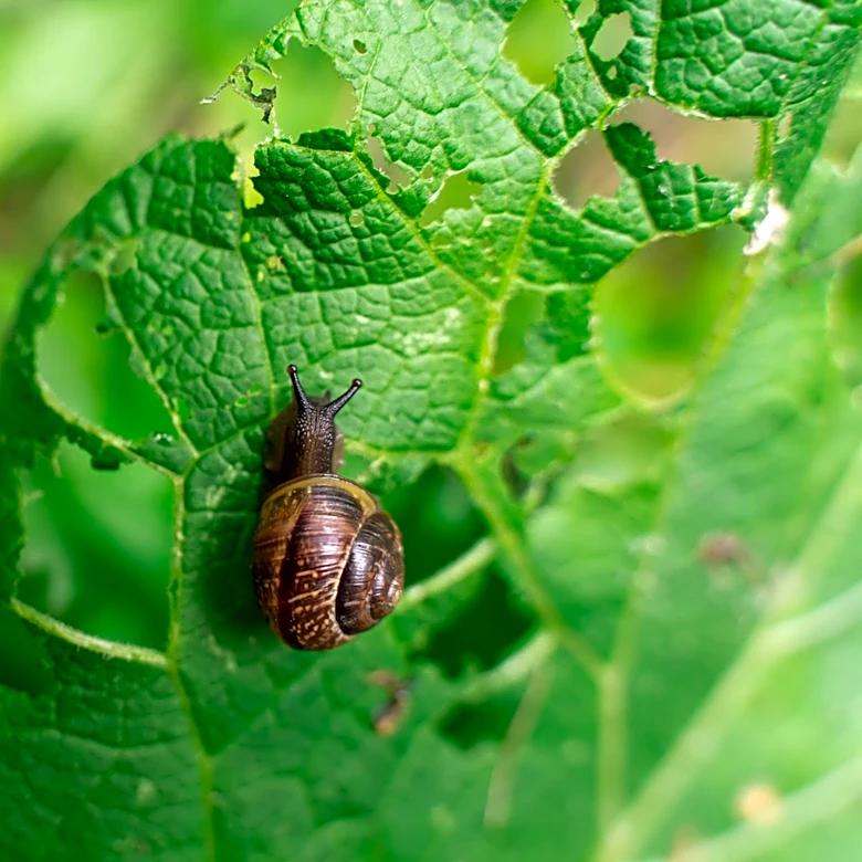 Feel Bad About Killing Snails? Grow Plants They Won't Eat Anyway