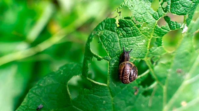Feel Bad About Killing Snails? Grow Plants They Won't Eat Anyway