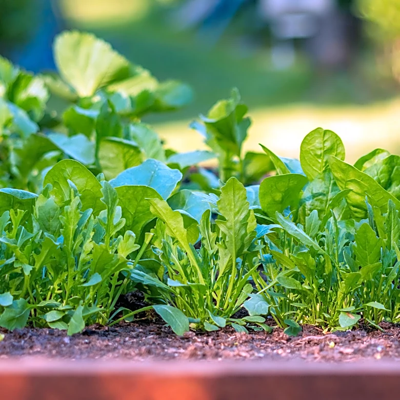Not Coffee Grounds: The Kitchen Scrap You Could Be Using For Thriving Leafy Greens