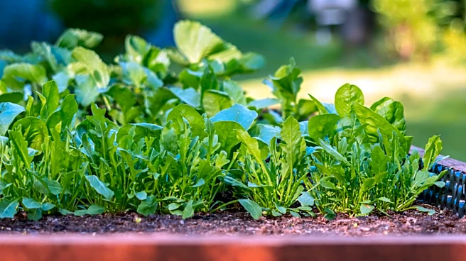 Not Coffee Grounds: The Kitchen Scrap You Could Be Using For Thriving Leafy Greens