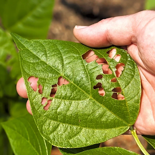 Use This Bathroom Staple And A Simple Cup To Make A Trap For Garden Pests