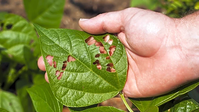 Use This Bathroom Staple And A Simple Cup To Make A Trap For Garden Pests