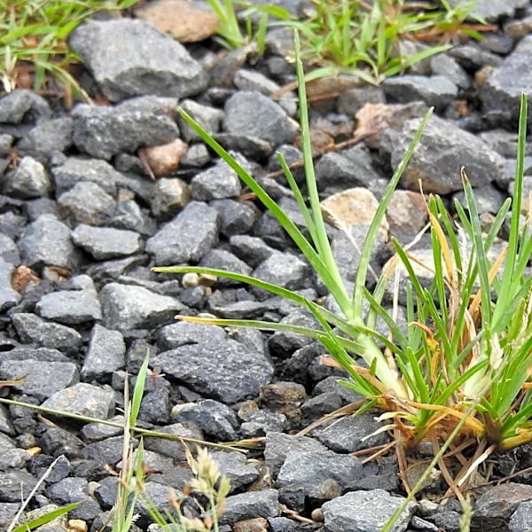 The One Thing Missing From Your Gravel Driveways' Weed Control Routine
