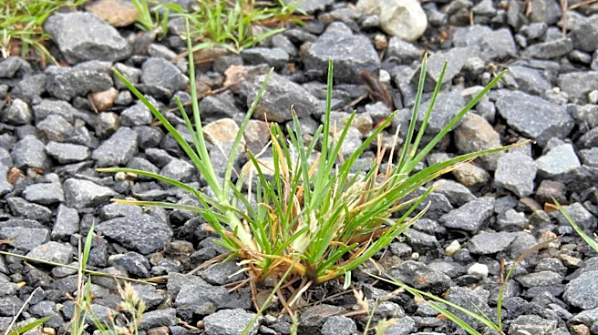 The One Thing Missing From Your Gravel Driveways' Weed Control Routine