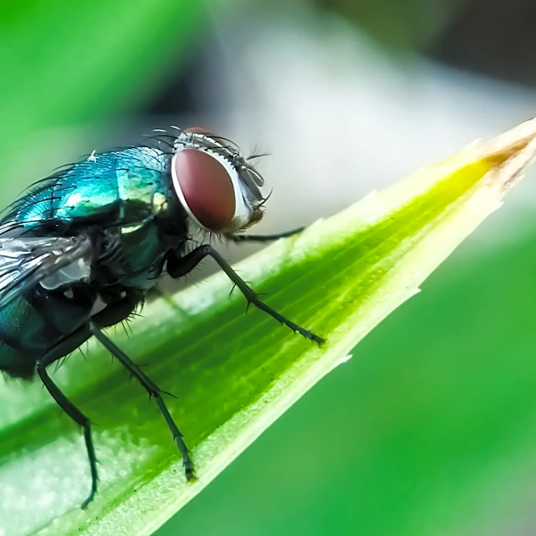 How To Repel Flies With A Fragrant Perennial They Can't Stand