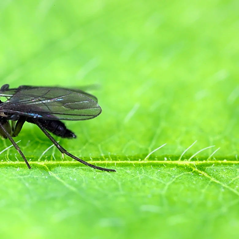 Use This Landscaping Staple To Keep Fungus Gnats Away From Your Plants