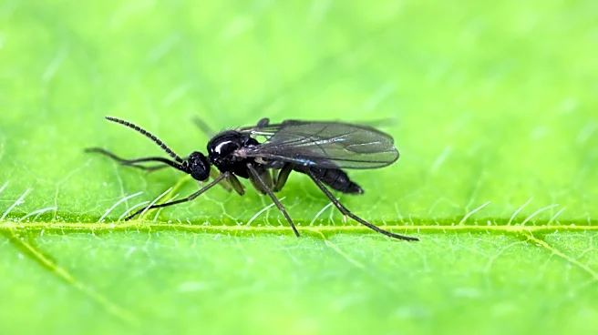 Use This Landscaping Staple To Keep Fungus Gnats Away From Your Plants