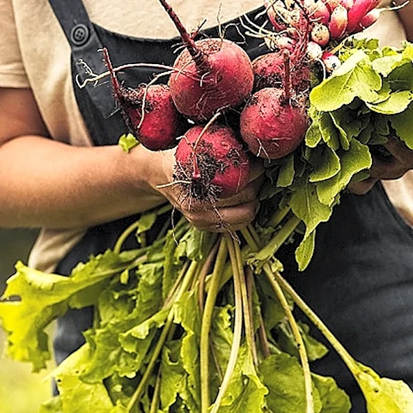 13 Leafy Greens You Can Harvest All Summer Long (And 2 You'll Only Pick Once)