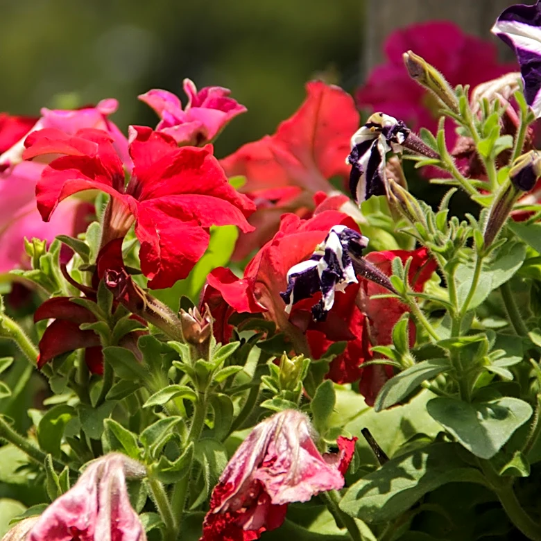 How To Give Overfertilized Petunias A Second Chance At Blooming