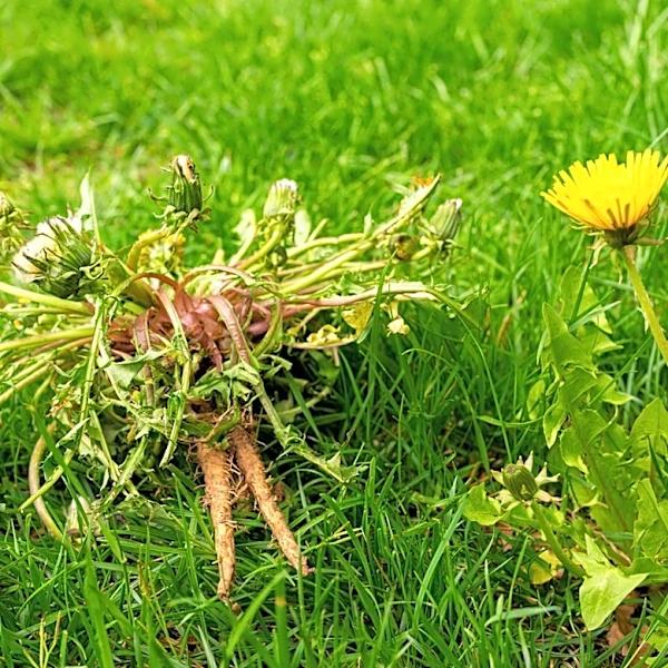 Goodbye Stubborn Weeds: Pull Deep Roots Quickly With A Tool You Already Own