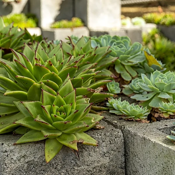 Ditch Traditional Planters: 8 Fun Designs You Can DIY With Concrete Blocks