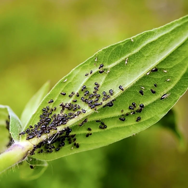 How To Repel Aphids Using Herbs They Can't Stand