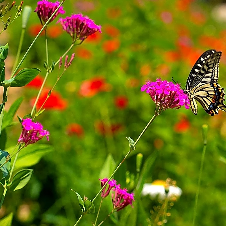 Attract Pollinators: The Vibrant Annual Flower For Your Container Garden
