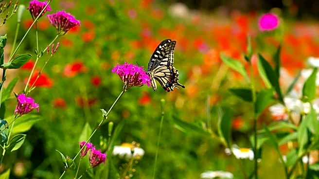 Attract Pollinators: The Vibrant Annual Flower For Your Container Garden