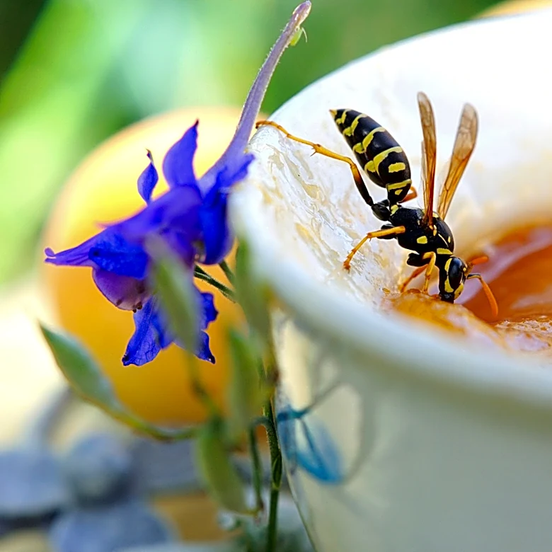 Use This Spicy Scent To Help Deter Wasps From Your Yard