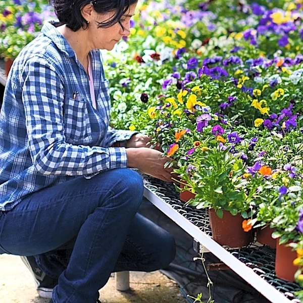 More Dramatic Than Marigolds: The Cascading Annual For Your Container Garden