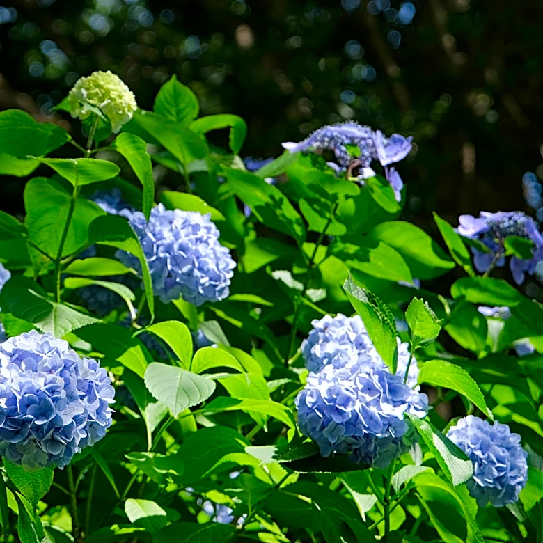 Fertilizer Doesn't Change The Color Of Your Hydrangea Blooms