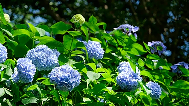 Fertilizer Doesn't Change The Color Of Your Hydrangea Blooms