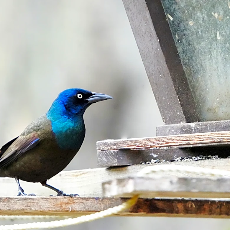 The Best Seed To Add To Your Bird Feeder To Attract A Wider Variety