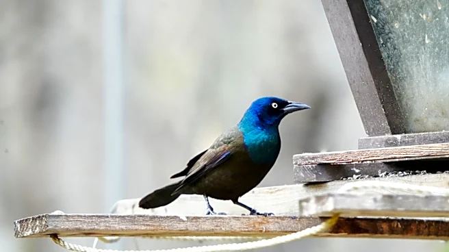 The Best Seed To Add To Your Bird Feeder To Attract A Wider Variety