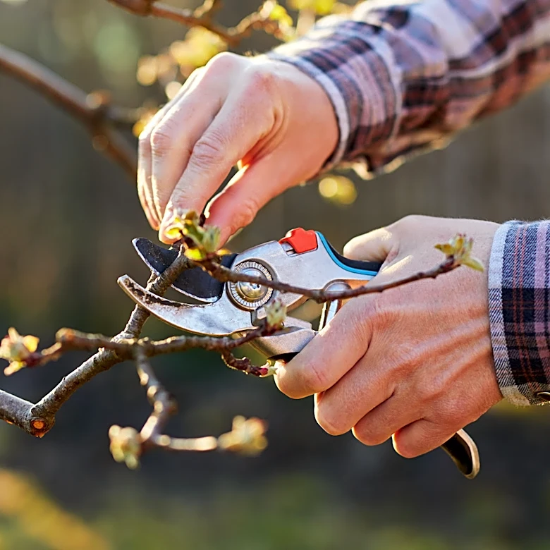 Garden Pruners Can Do A Lot More Than Tackle Your Plants