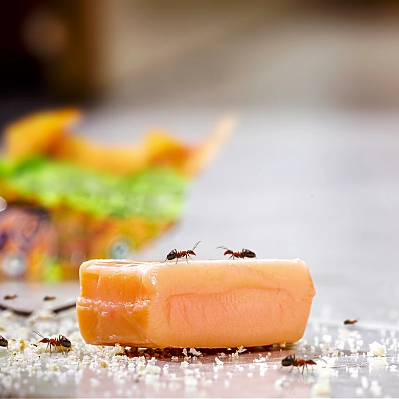 How To Repel Ants With A Citrus Peel They Can't Stand