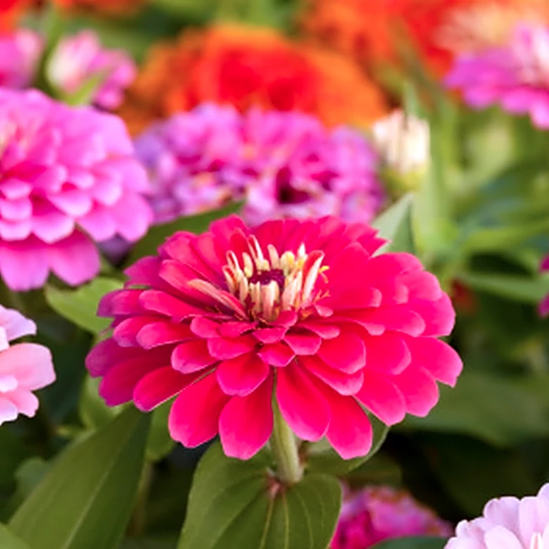 Do Coffee Grounds Help Zinnias?