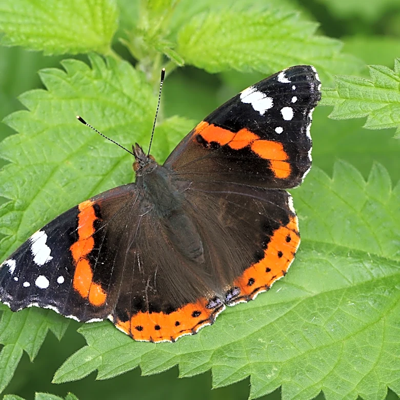 If You Like Butterflies, Think Twice About Removing This Nasty Weed From Your Yard