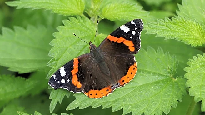 If You Like Butterflies, Think Twice About Removing This Nasty Weed From Your Yard