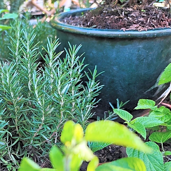 8 Common Garden Pests Who Avoid Rosemary & 6 That Love It