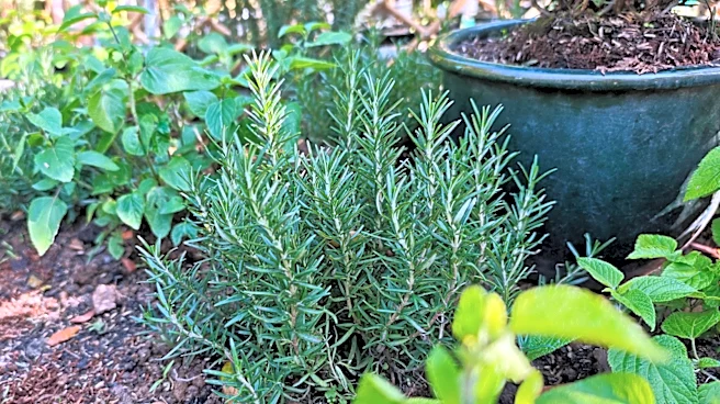 8 Common Garden Pests Who Avoid Rosemary & 6 That Love It