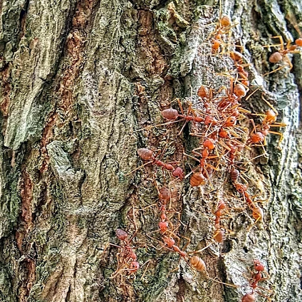 How To Prevent Ants From Climbing Your Trees With A Simple But Overlooked Solution